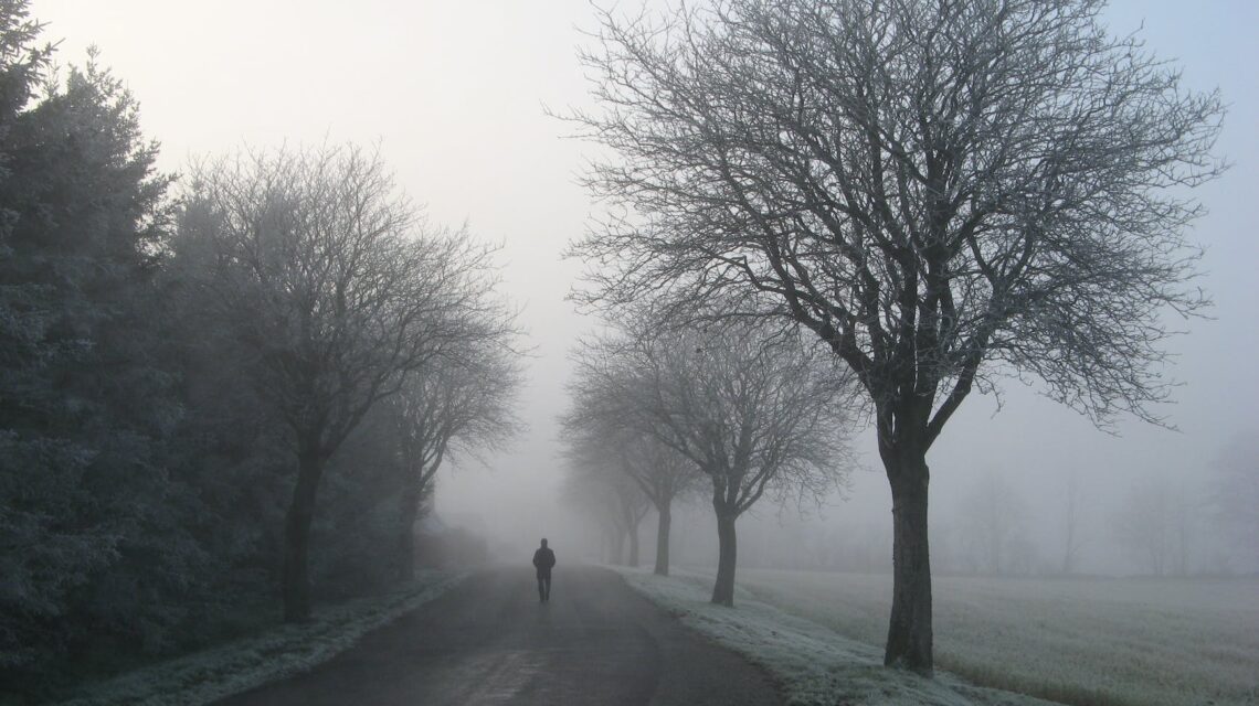 person walking on road between trees
