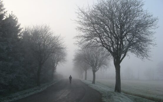person walking on road between trees