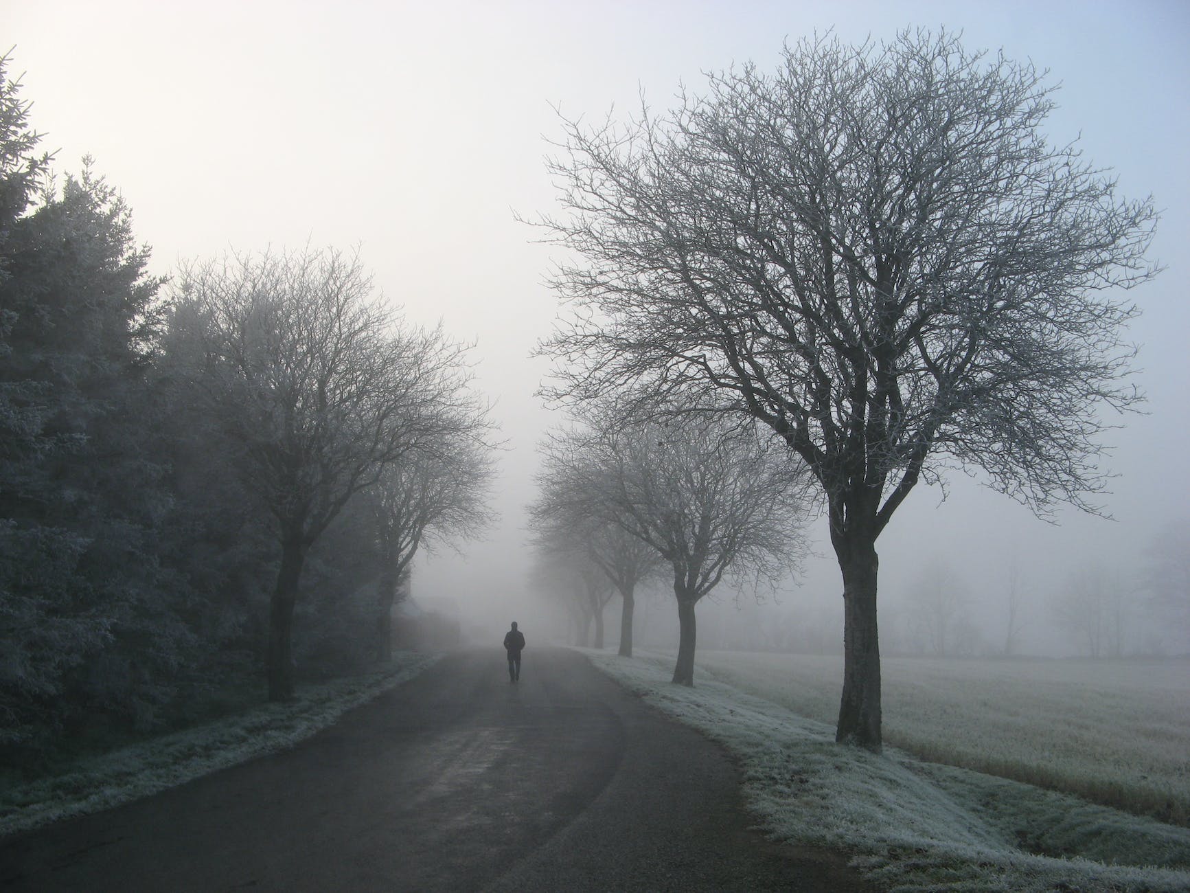 person walking on road between trees